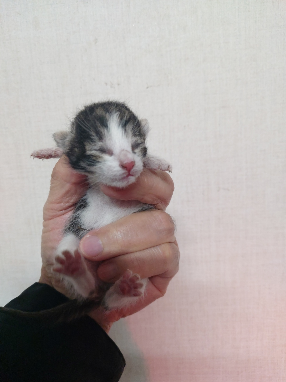 보호중 한국 고양이…